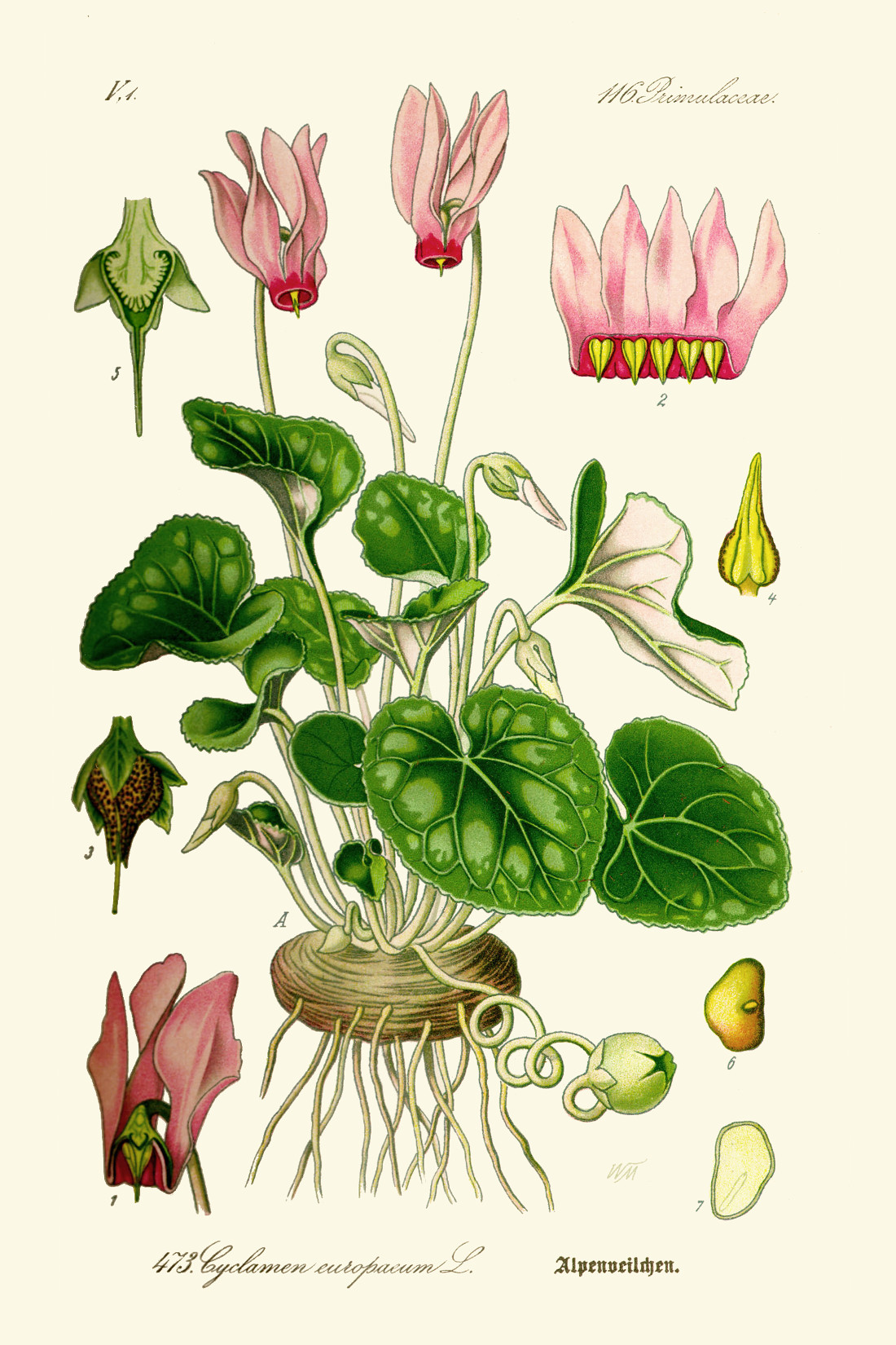 cyclamen_europaeum.jpg cyclamen_europaeum.jpg