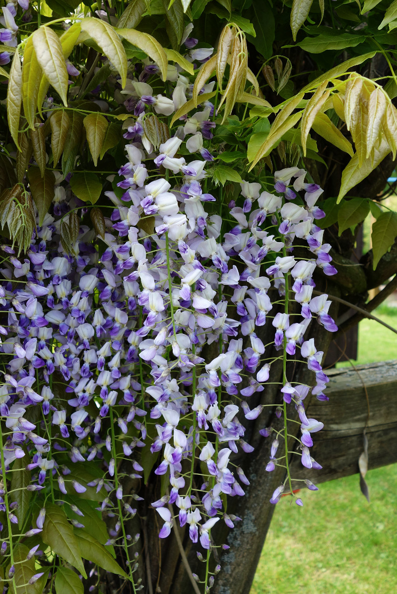 wisteria_floribunda.jpg