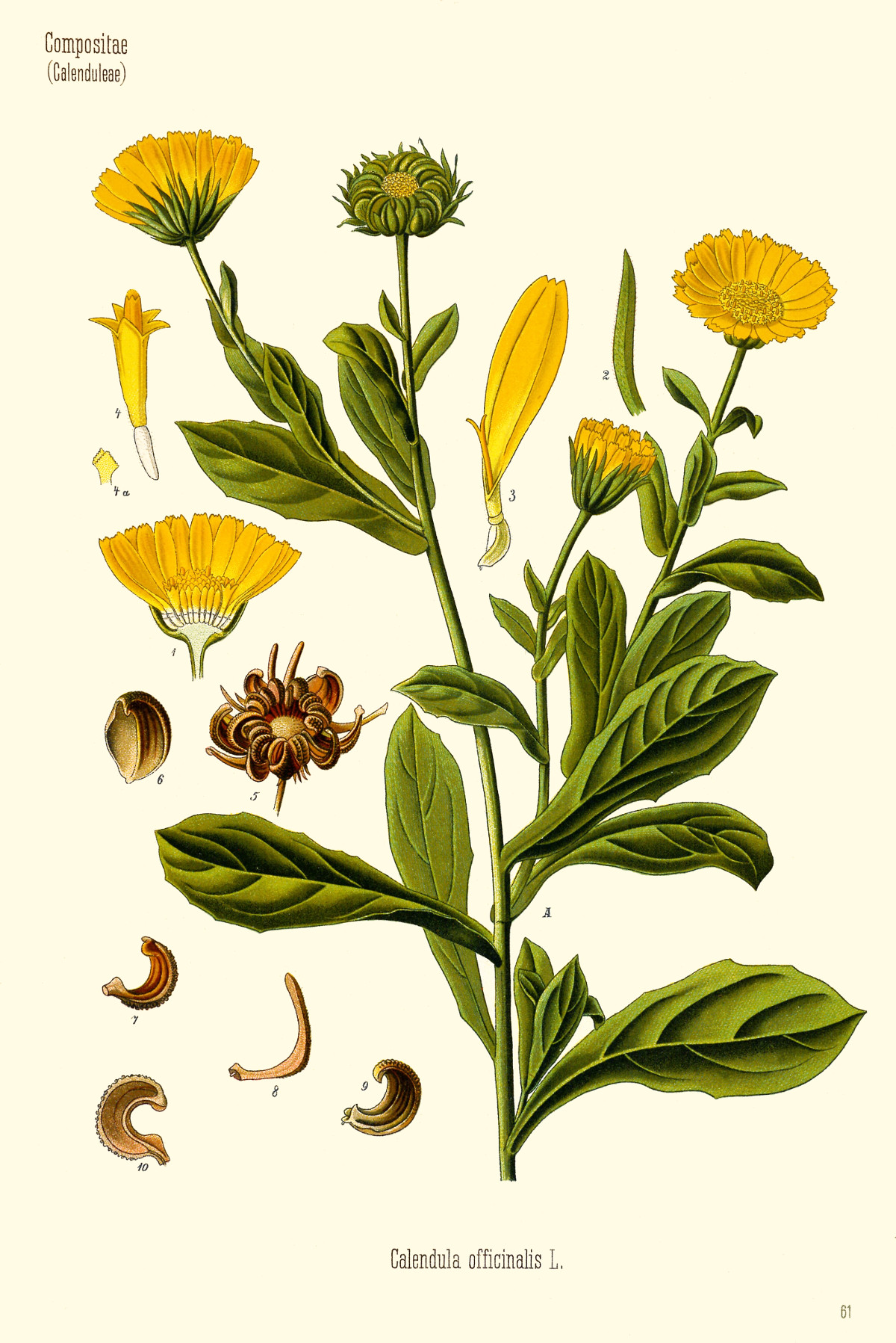 calendula_officinalis.jpg calendula_officinalis.jpg