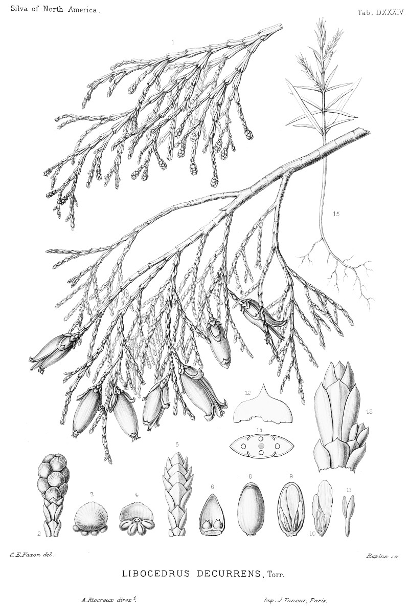 calocedrus_decurrens.jpg calocedrus_decurrens.jpg