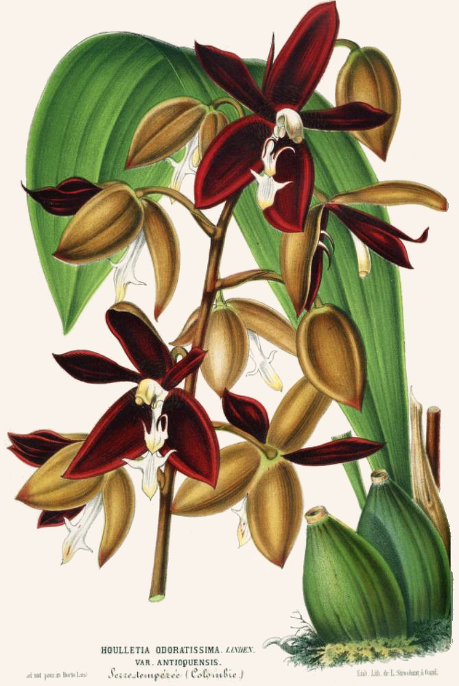 houlletia_odoratissima.jpg houlletia_odoratissima.jpg