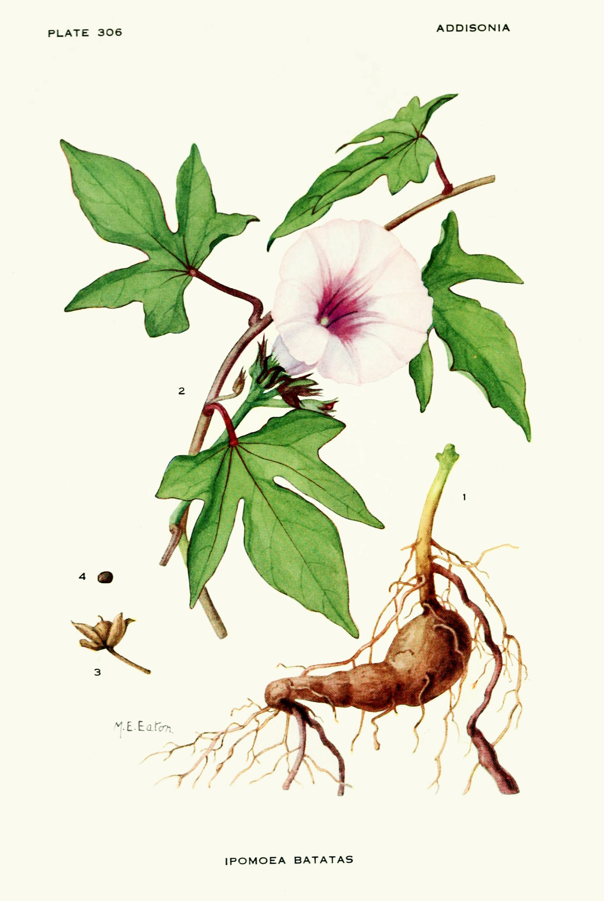 ipomoea_batatas.jpg ipomoea_batatas.jpg