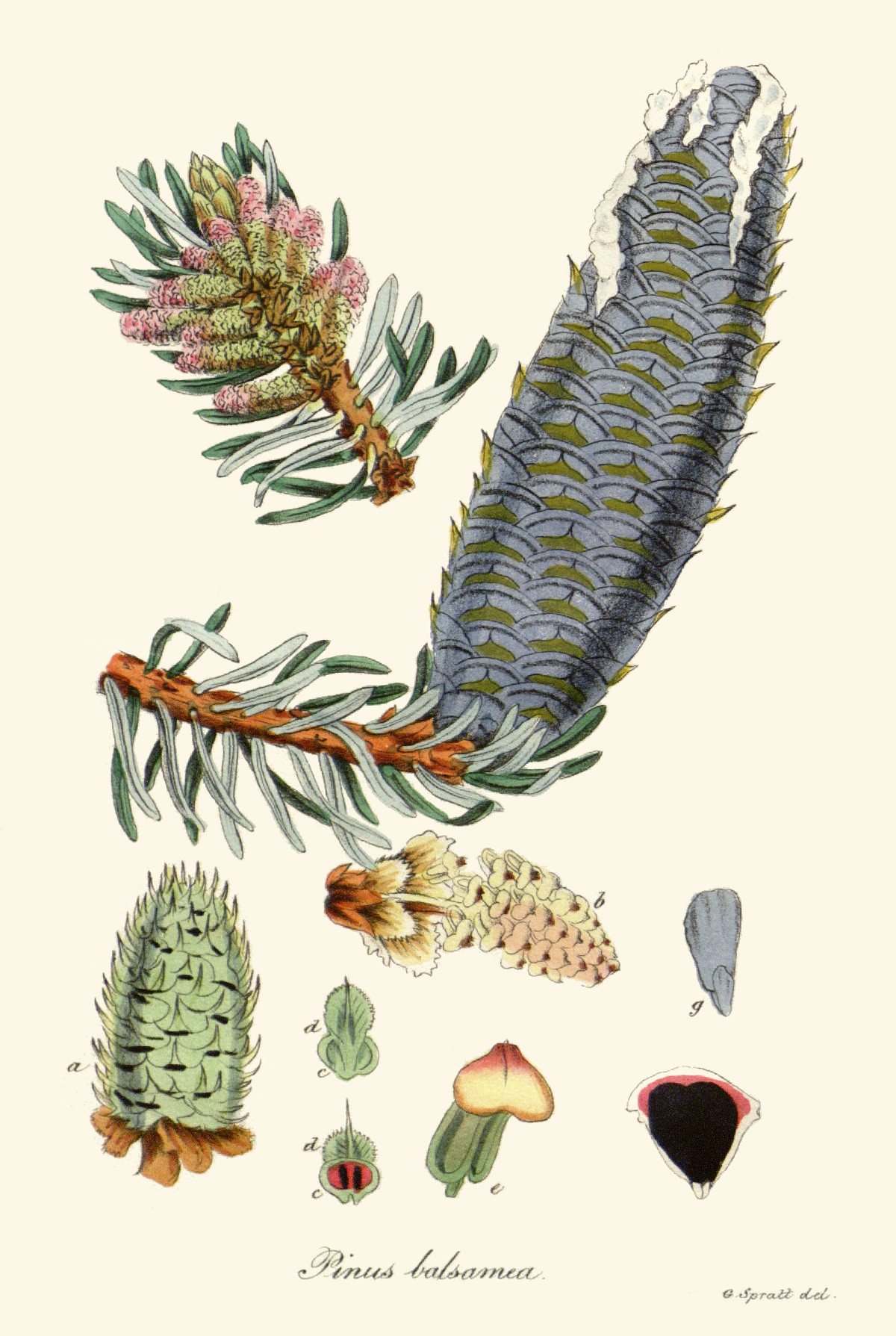 pinus_balsamea.jpg