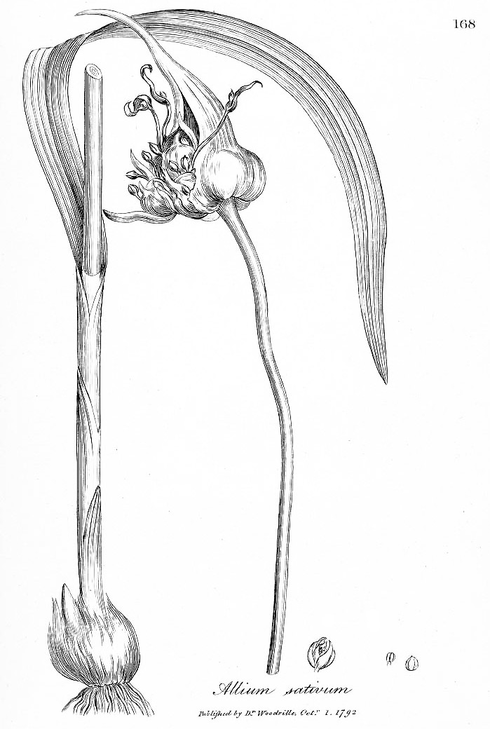 knoblauch.jpg knoblauch.jpg