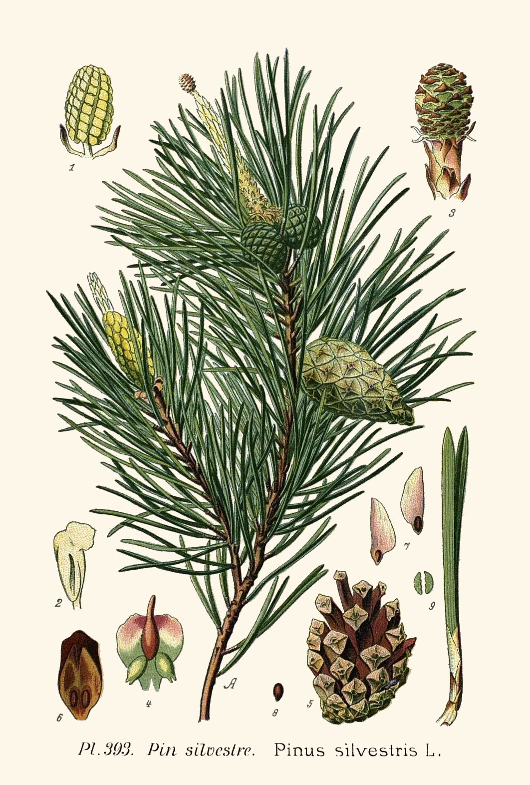 pinus_sylvestris.jpg pinus_sylvestris.jpg