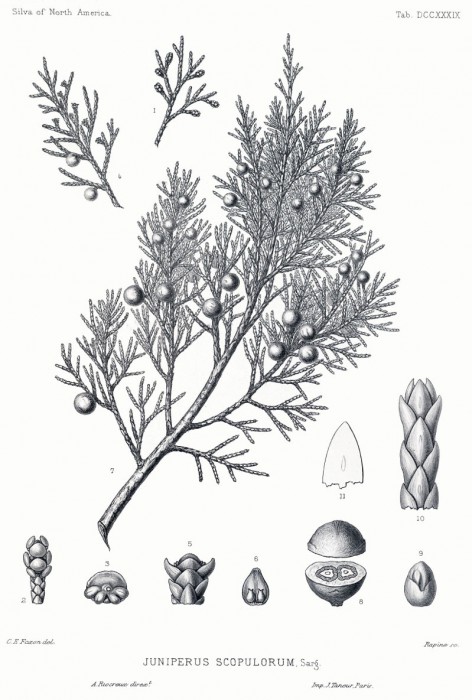 juniperus_scopulorum.jpg