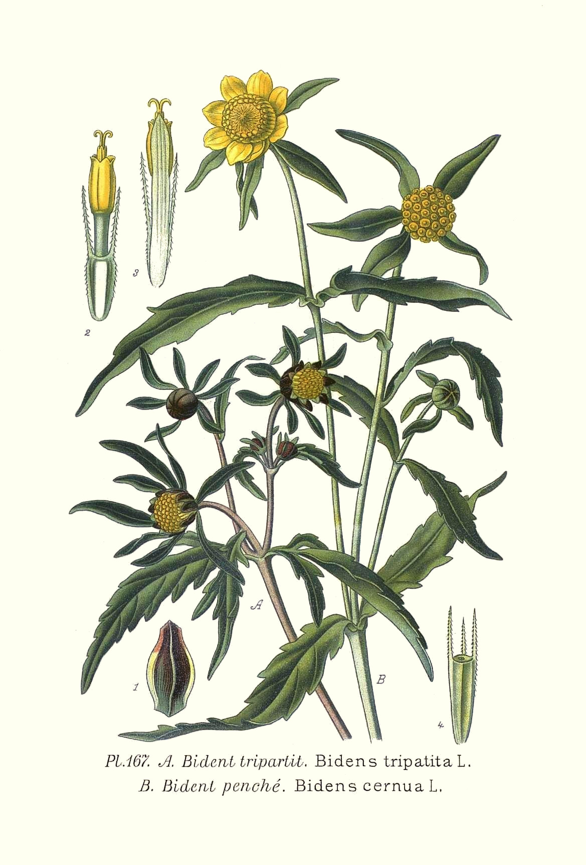bidens.jpg bidens.jpg