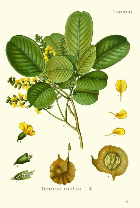 pterocarpus_santalinus.jpg
