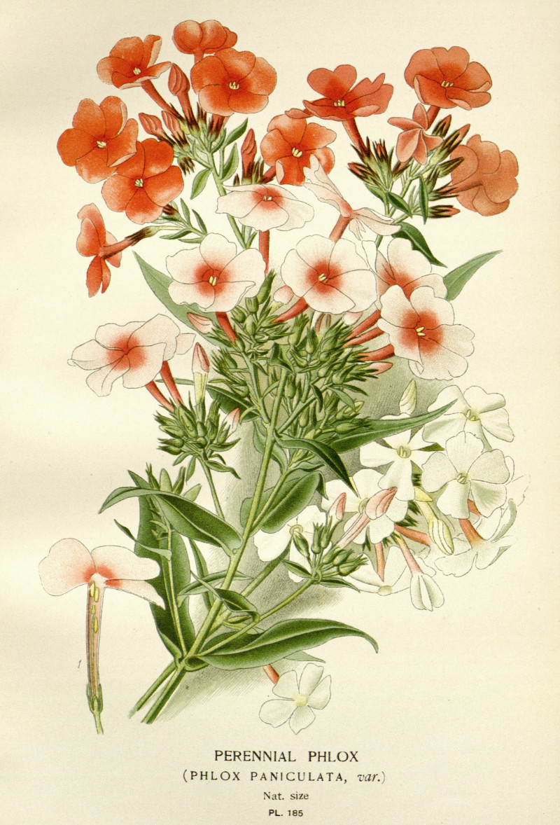 phlox_pani.jpg phlox_pani.jpg