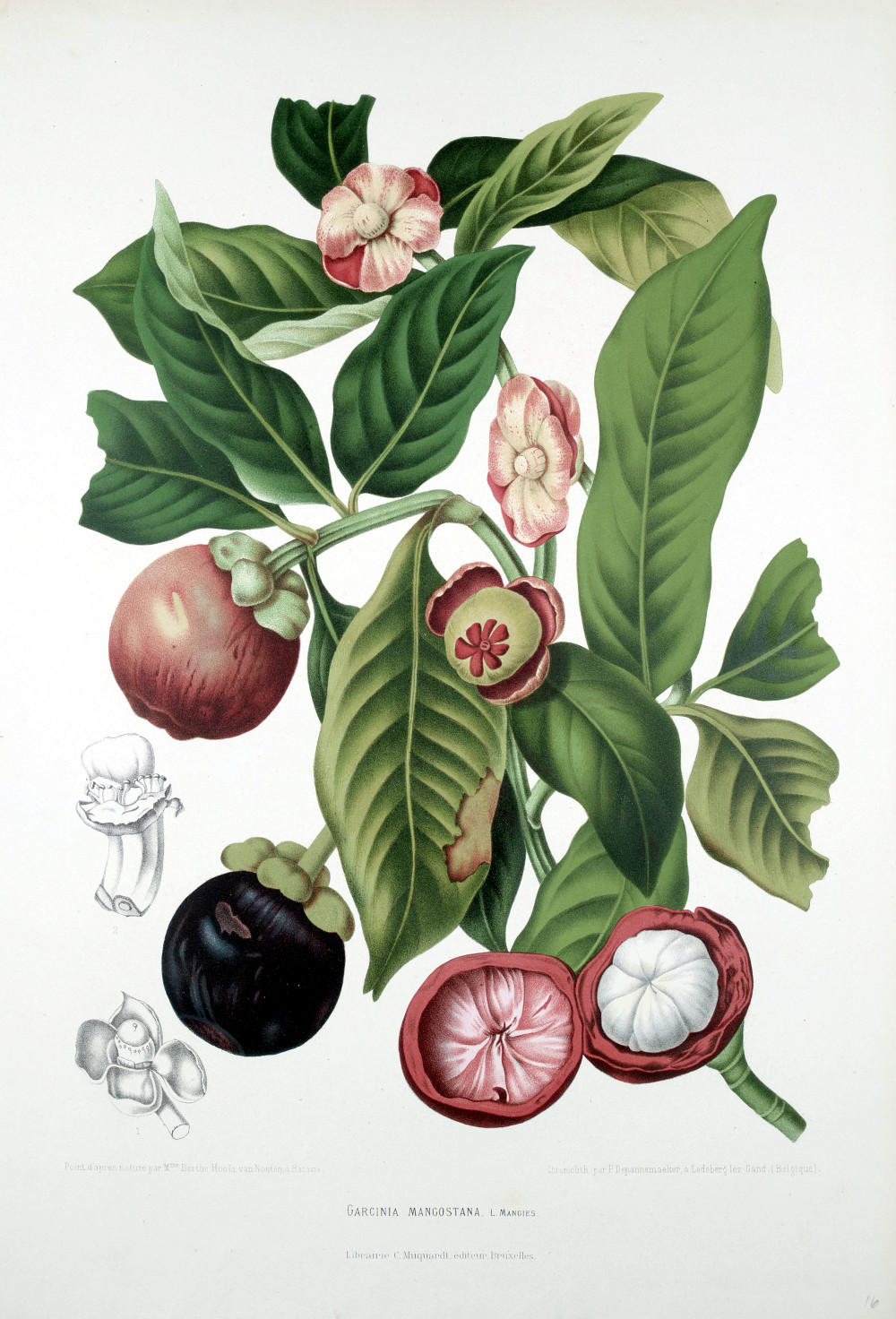garcinia_mangostana.jpg garcinia_mangostana.jpg