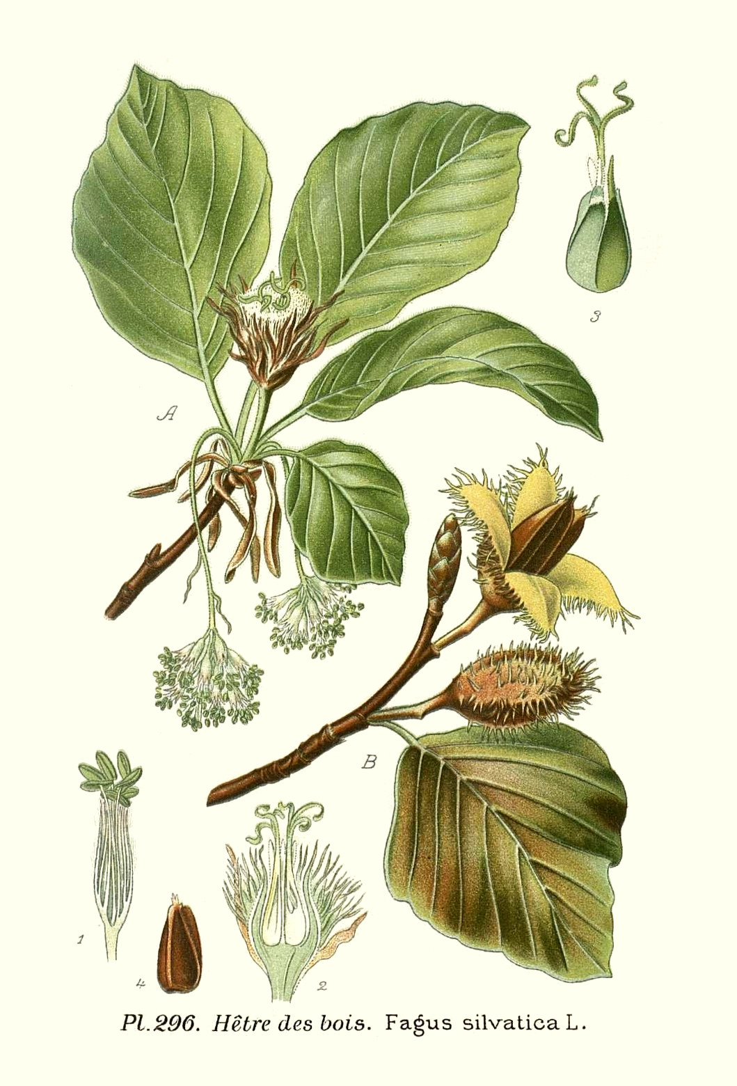 fagus_sylvatica.jpg fagus_sylvatica.jpg