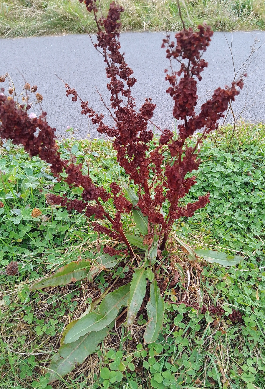 rumex_cris.jpg rumex_cris.jpg