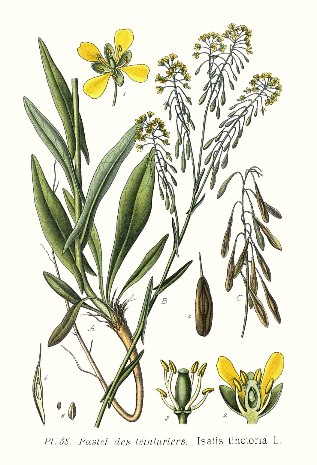 isatis_tinctoria.jpg isatis_tinctoria.jpg