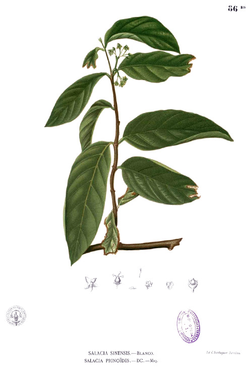 salacia_chinensis.jpg salacia_chinensis.jpg