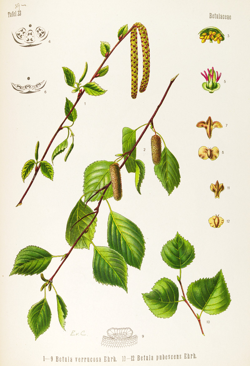 betula_verrucosa.jpg