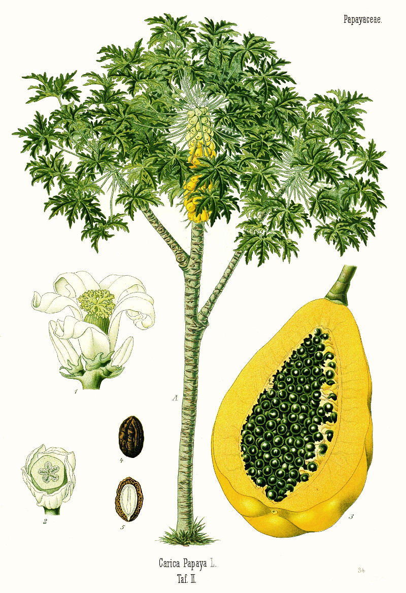 carica_papaya.jpg