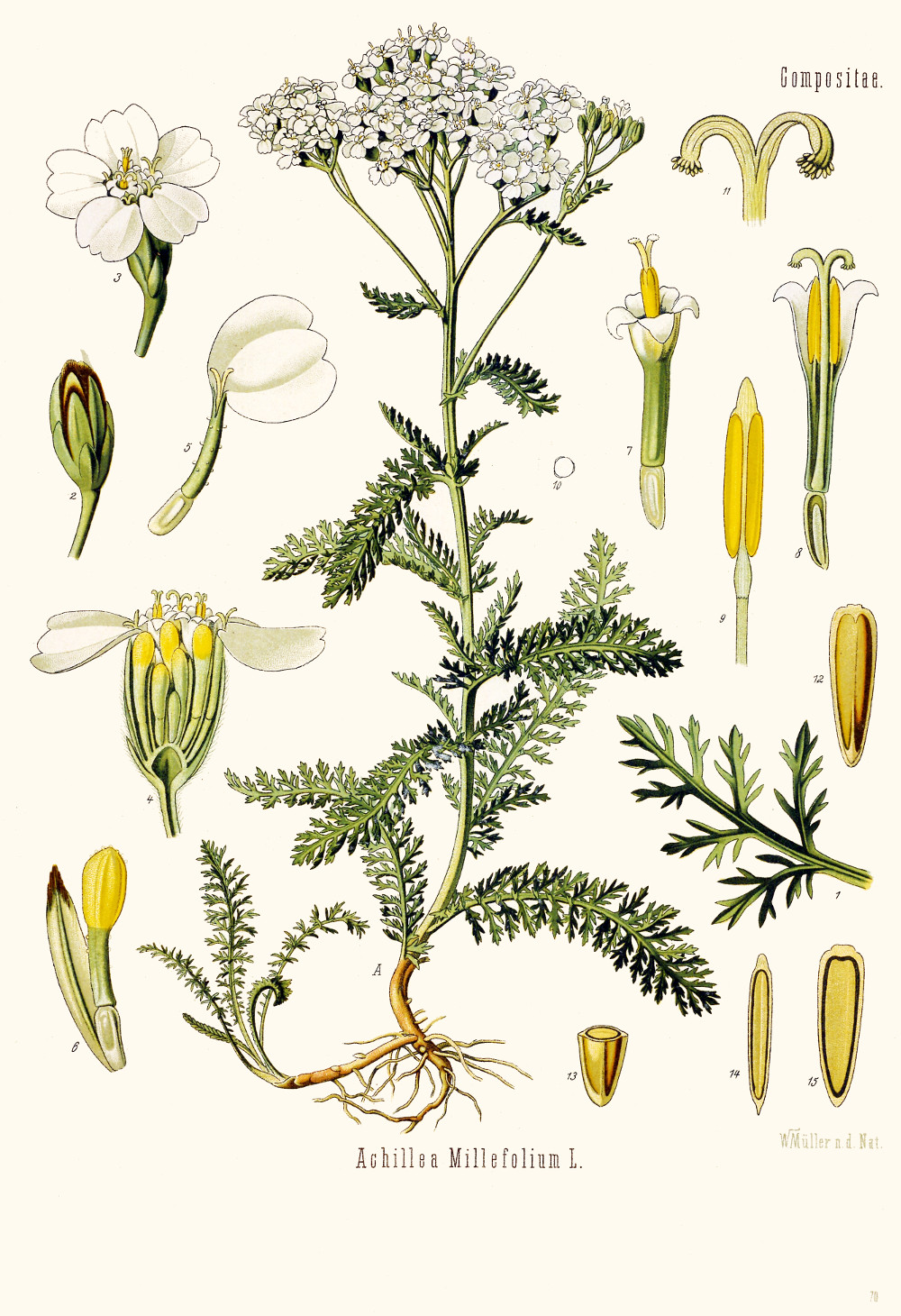 achillea_millefolium.jpg