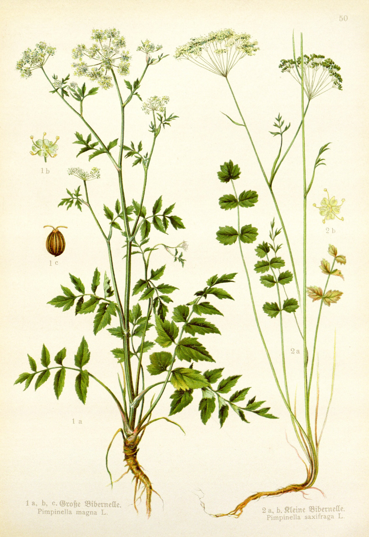 pimpinella_major.jpg