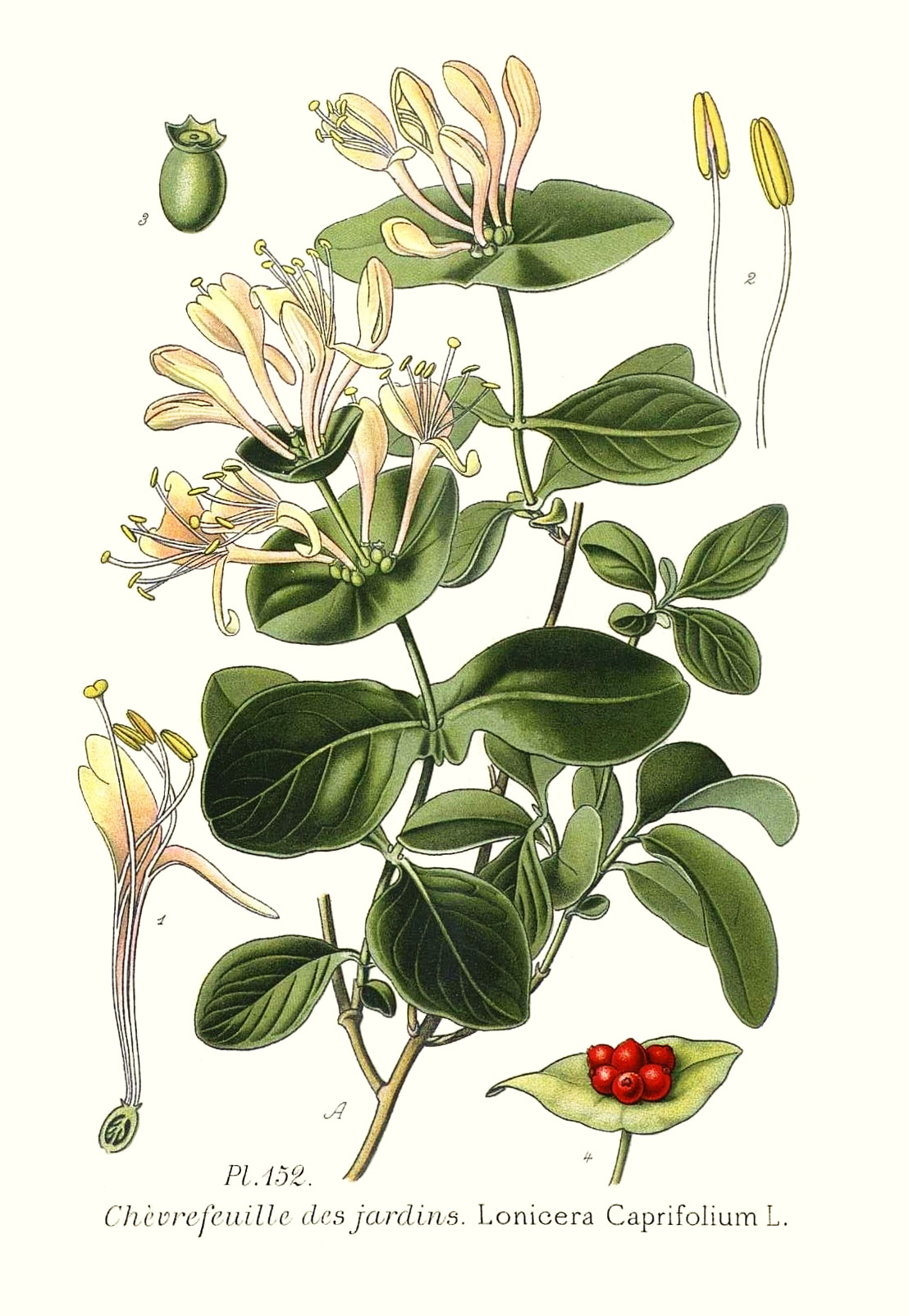 lonicera_caprifolium.jpg