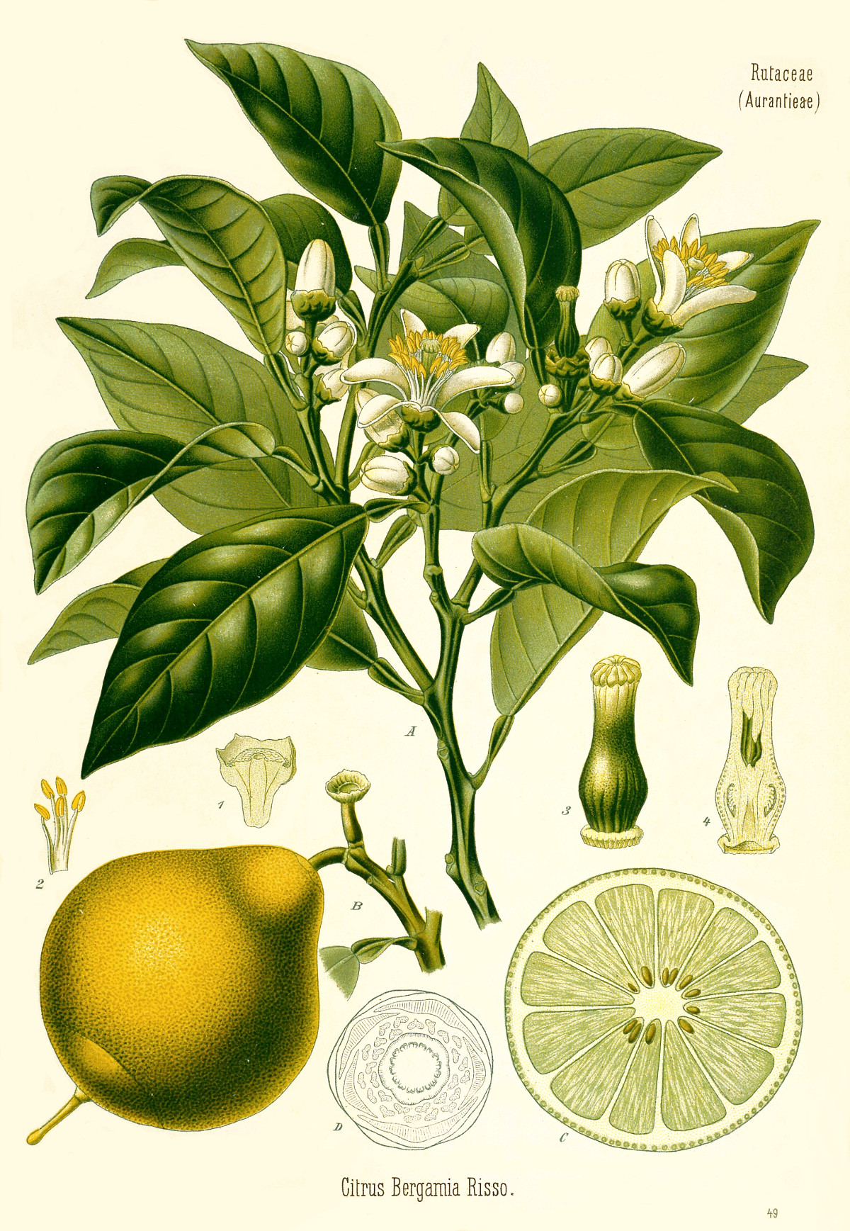 citrus_bergamia.jpg