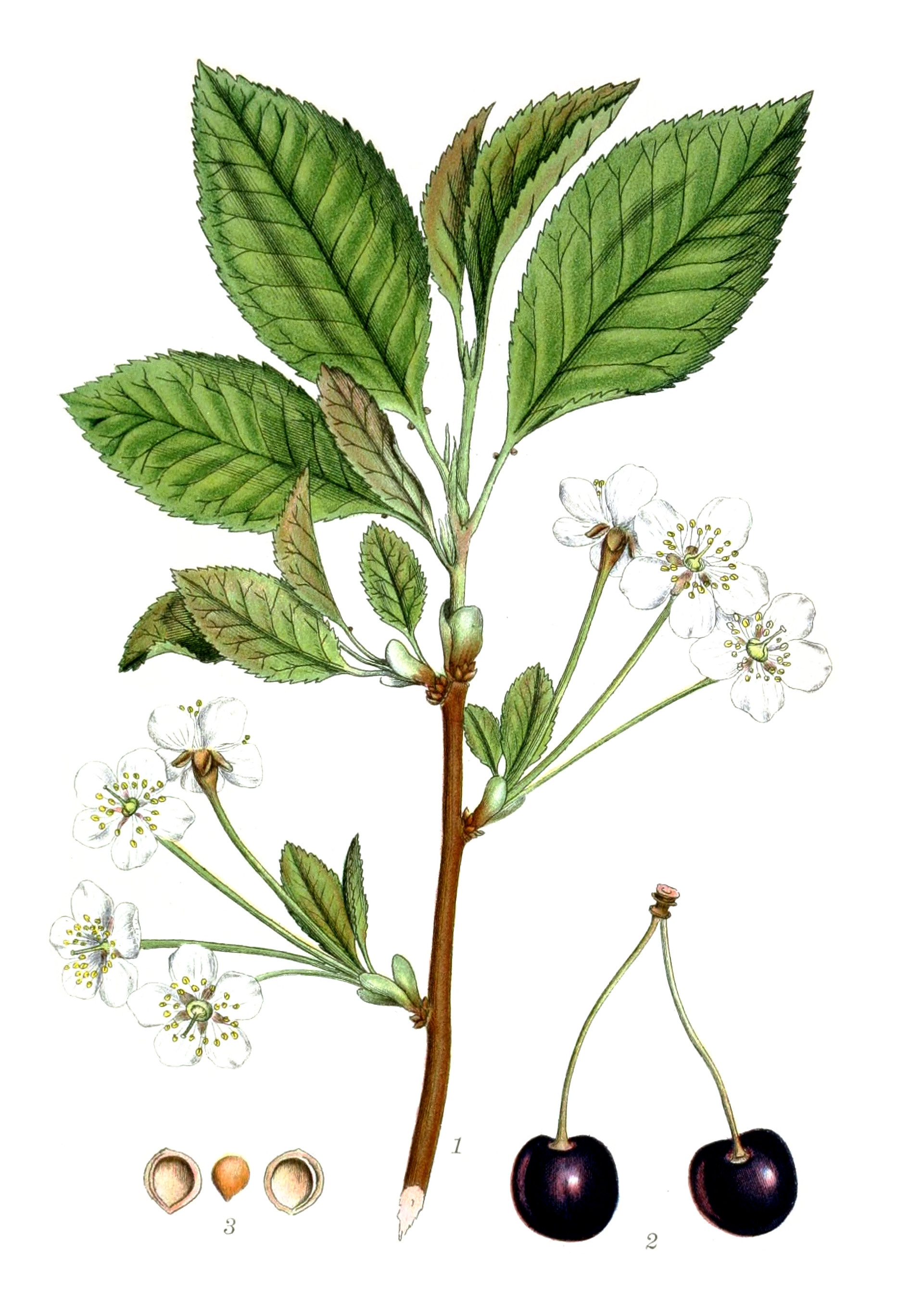 cerasus_avium.jpg cerasus_avium.jpg