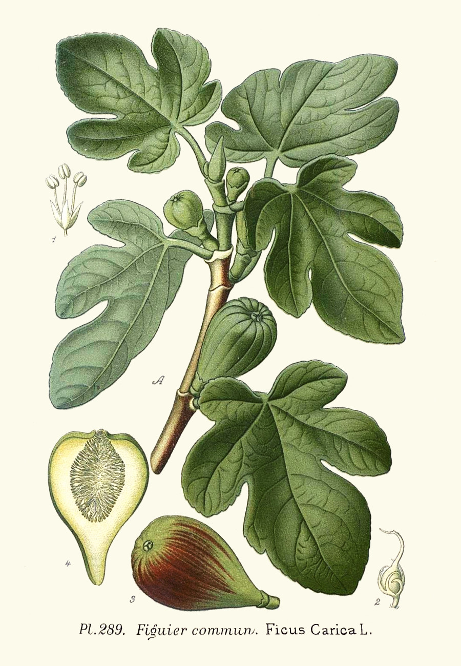 ficus_carica.jpg ficus_carica.jpg
