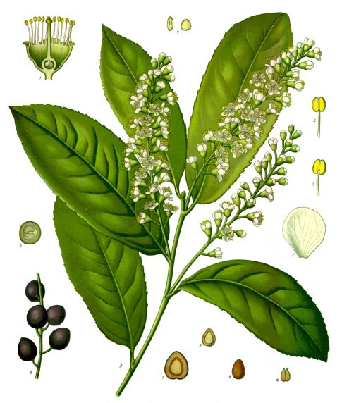 prunus_laurocerasus.jpg prunus_laurocerasus.jpg