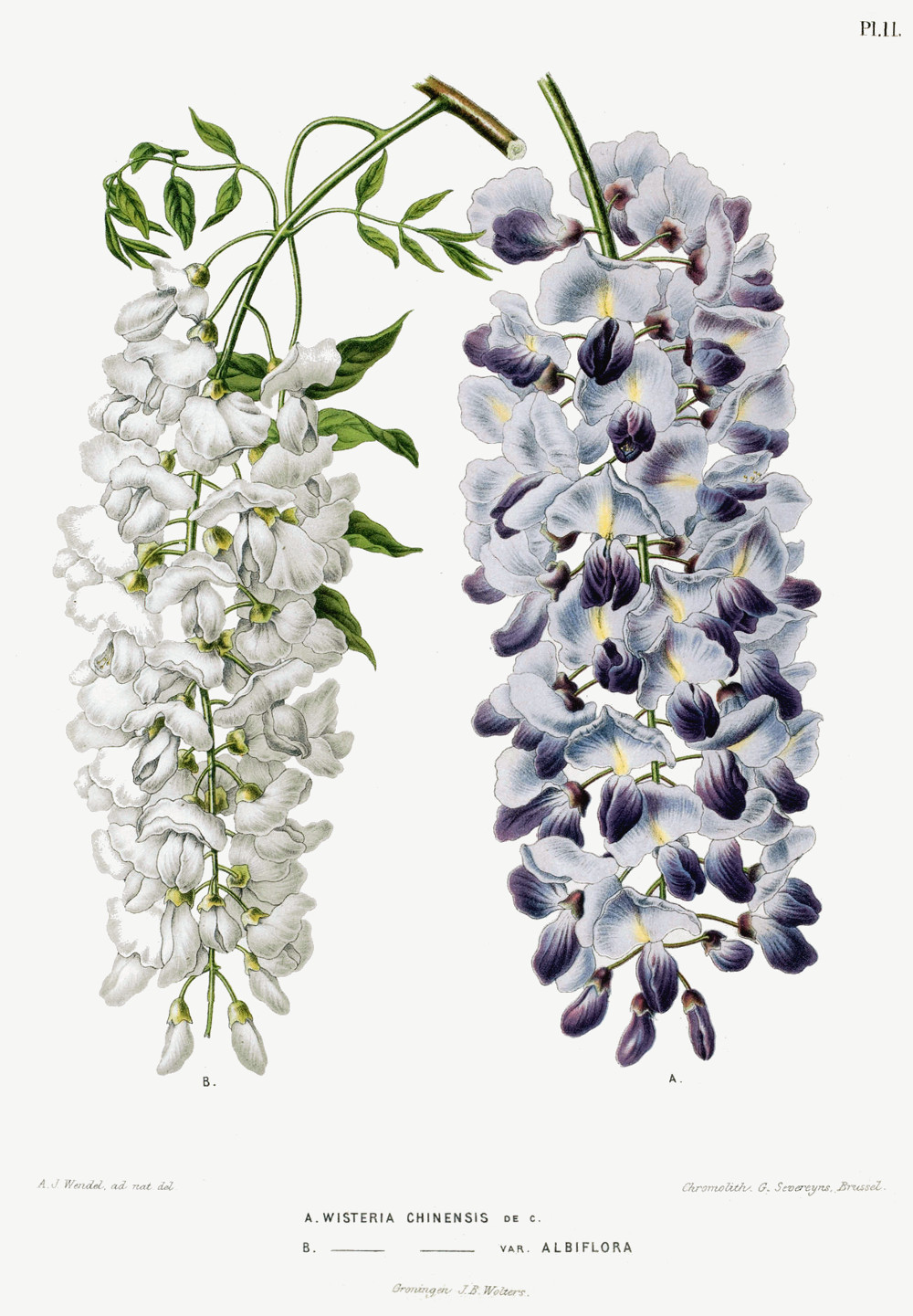 wisteria_sinensis.jpg