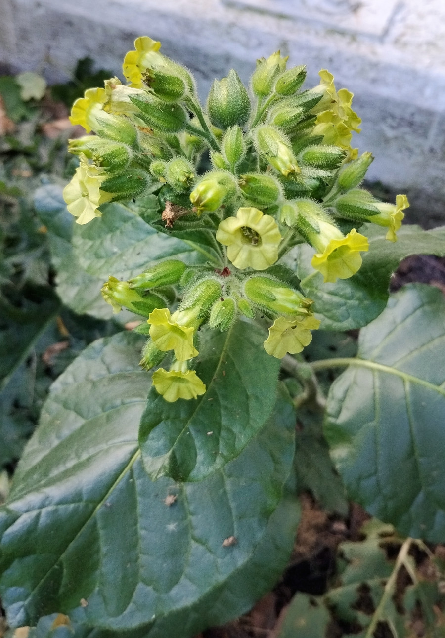 nicotiana_rust.jpg nicotiana_rust.jpg