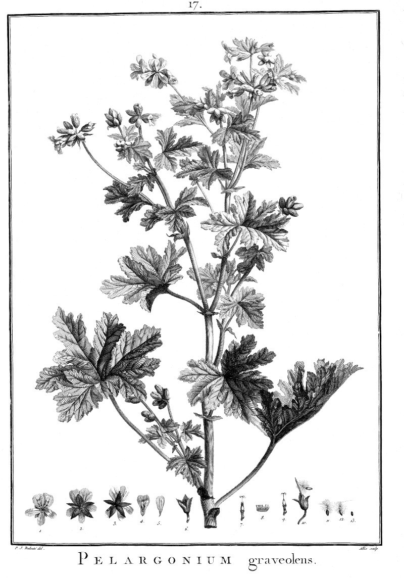 pelargonium_grav.jpg