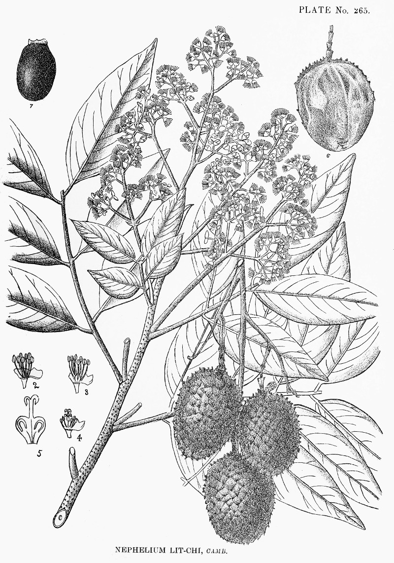 litsea_chinensis.jpg