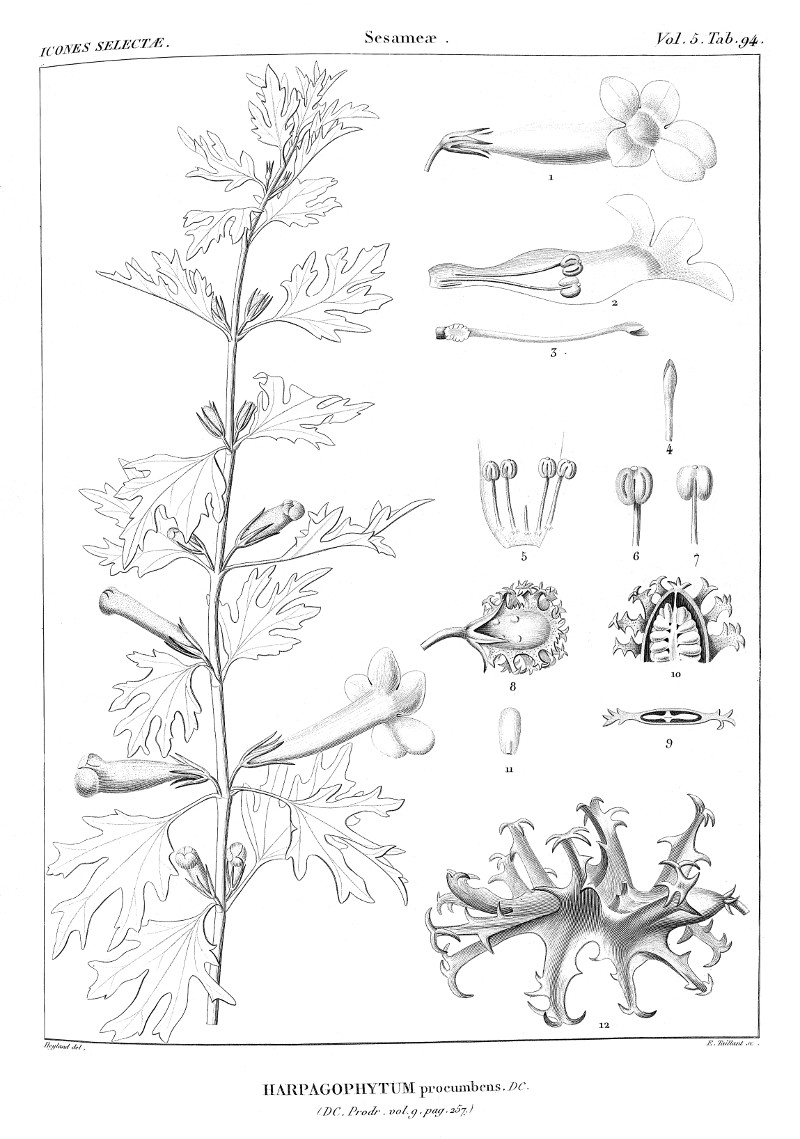 harpagophytum_procumbens.jpg harpagophytum_procumbens.jpg