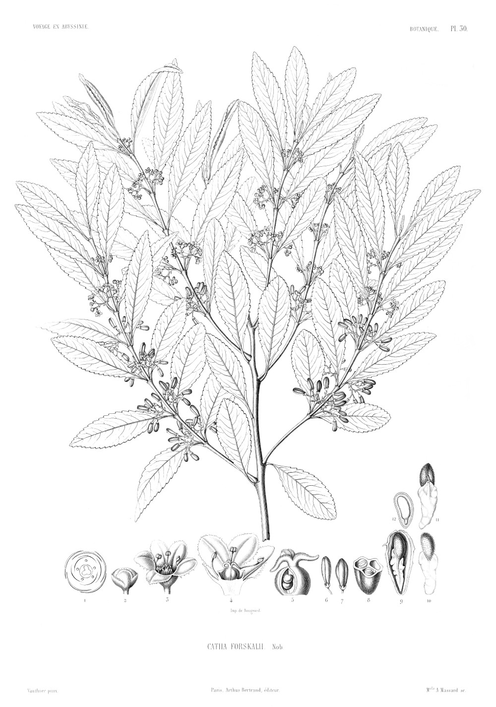 catha_edulis.jpg catha_edulis.jpg