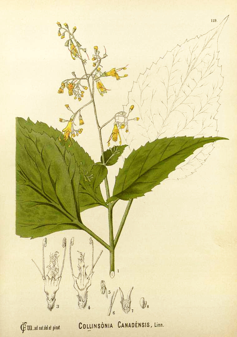 collinsonia_can.jpg collinsonia_can.jpg