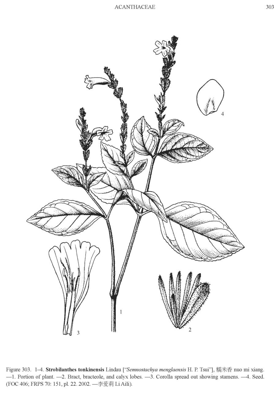 strobilanthes_tonkinensis_foc.jpg strobilanthes_tonkinensis_foc.jpg
