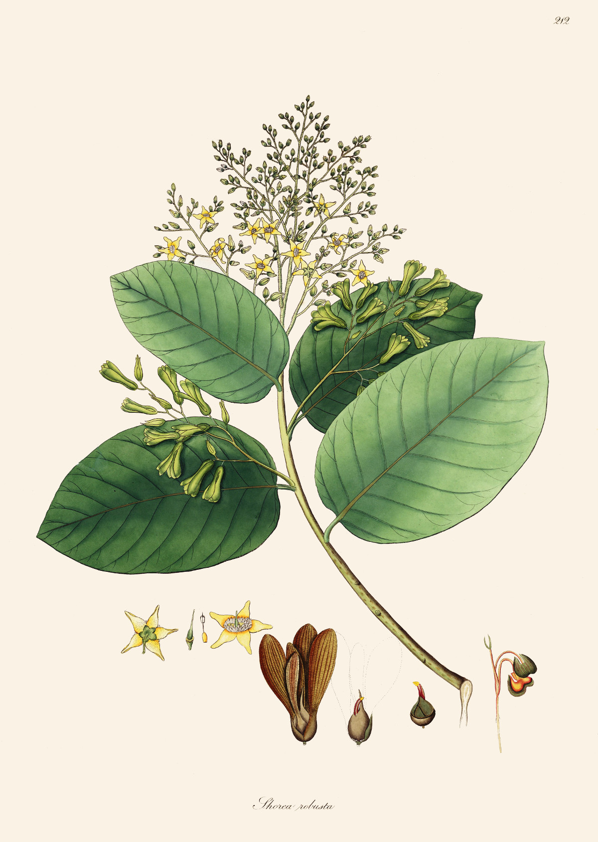 shorea_robusta.jpg