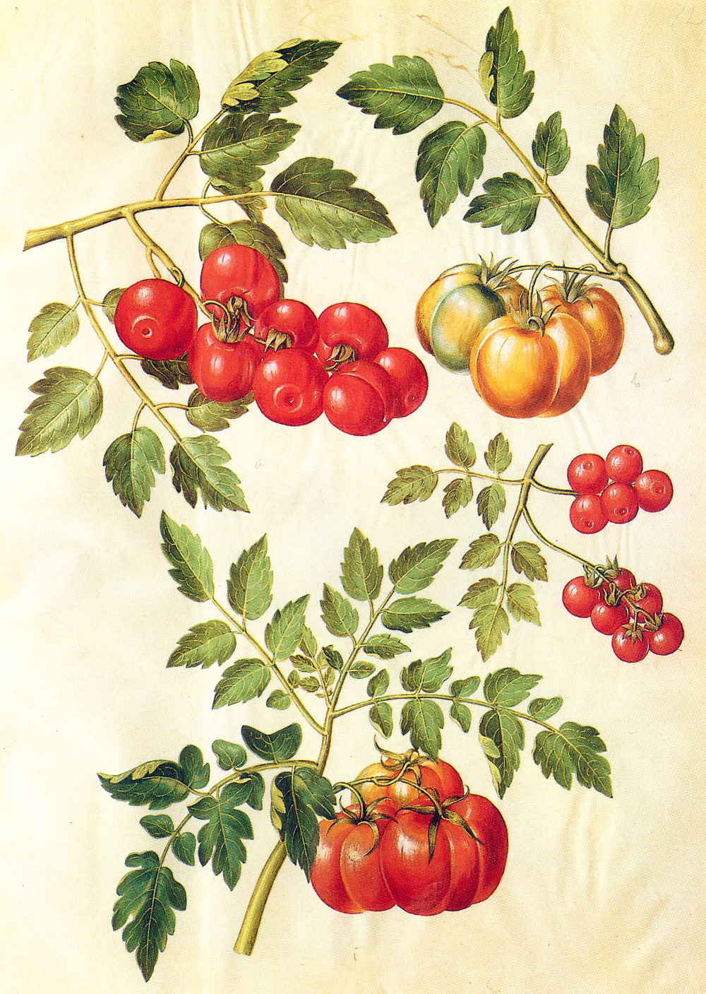 solanum_lycopersicum.jpg solanum_lycopersicum.jpg