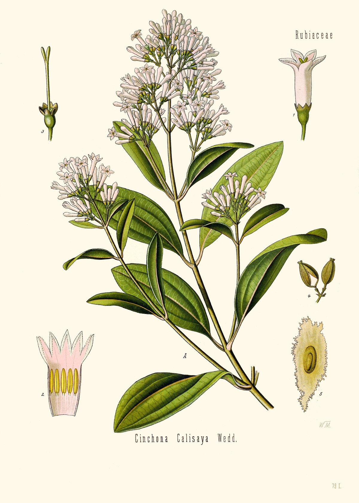 cinchona_calisaya.jpg cinchona_calisaya.jpg