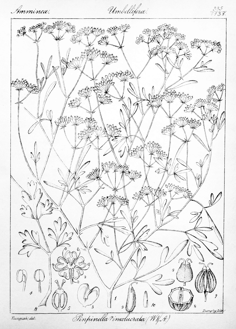 pimpinella_involucrata.jpg pimpinella_involucrata.jpg