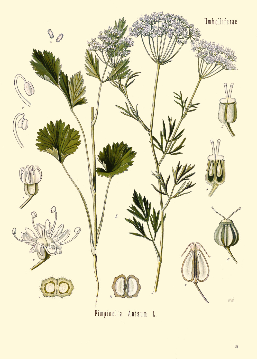 pimpinella_anisum.jpg