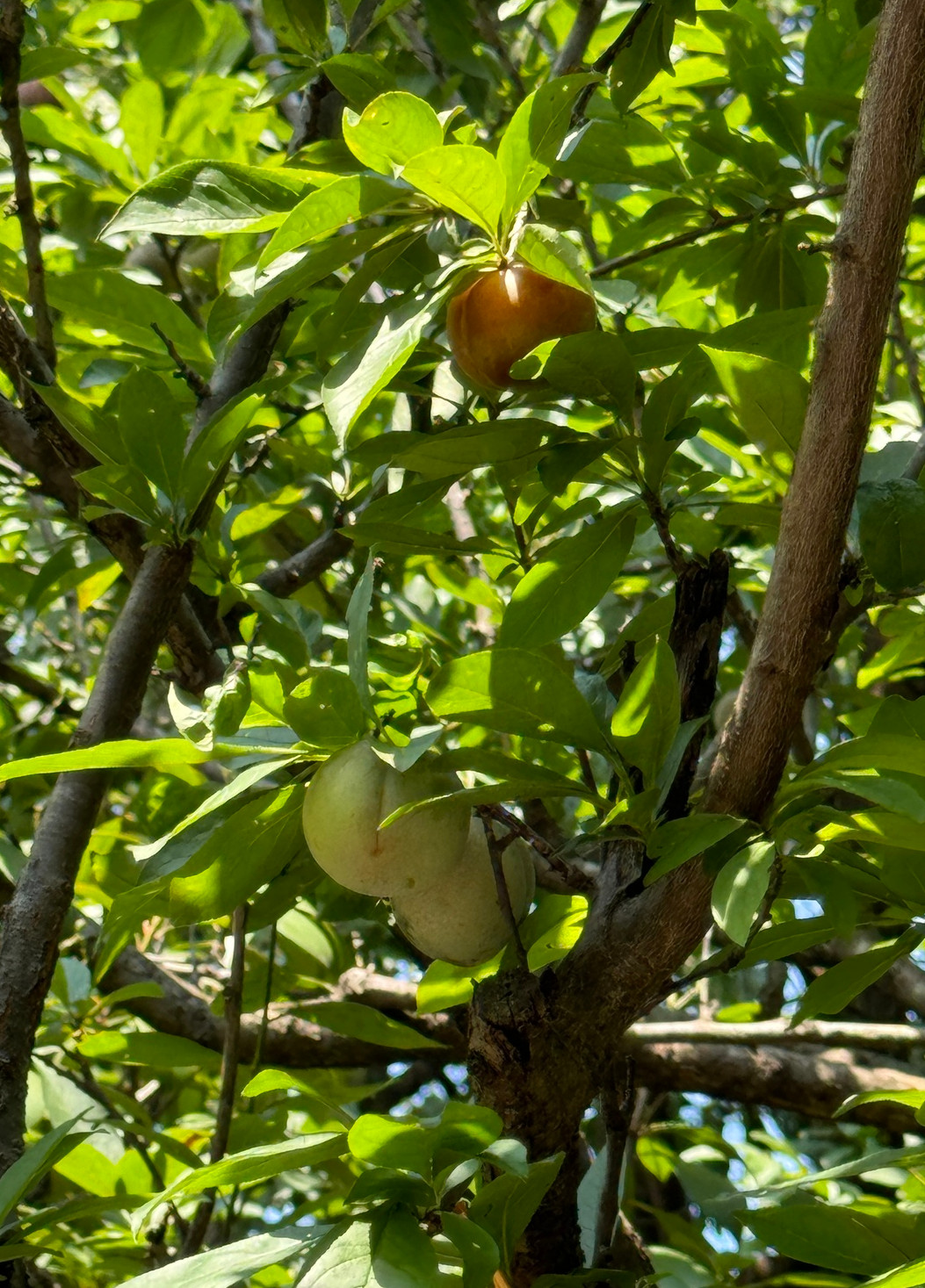 prunus_sali.jpg prunus_sali.jpg