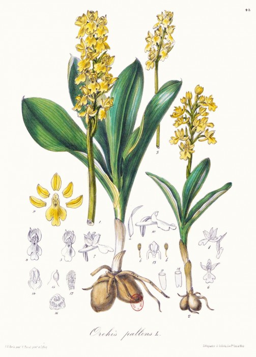 orchis_pallens.jpg