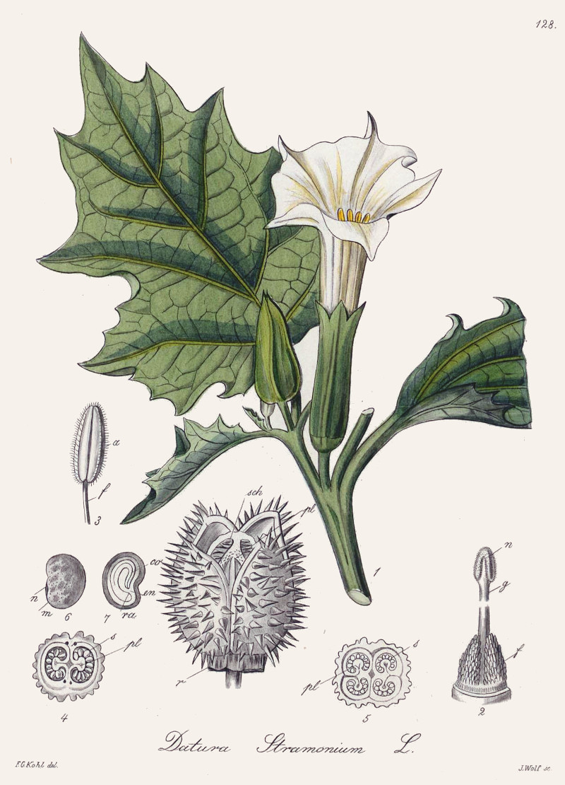 datura_stramonium.jpg