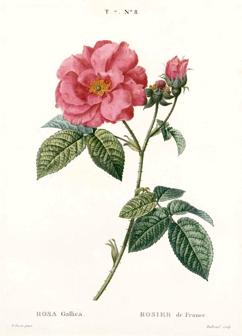 rosa_gallica_france.jpg rosa_gallica_france.jpg