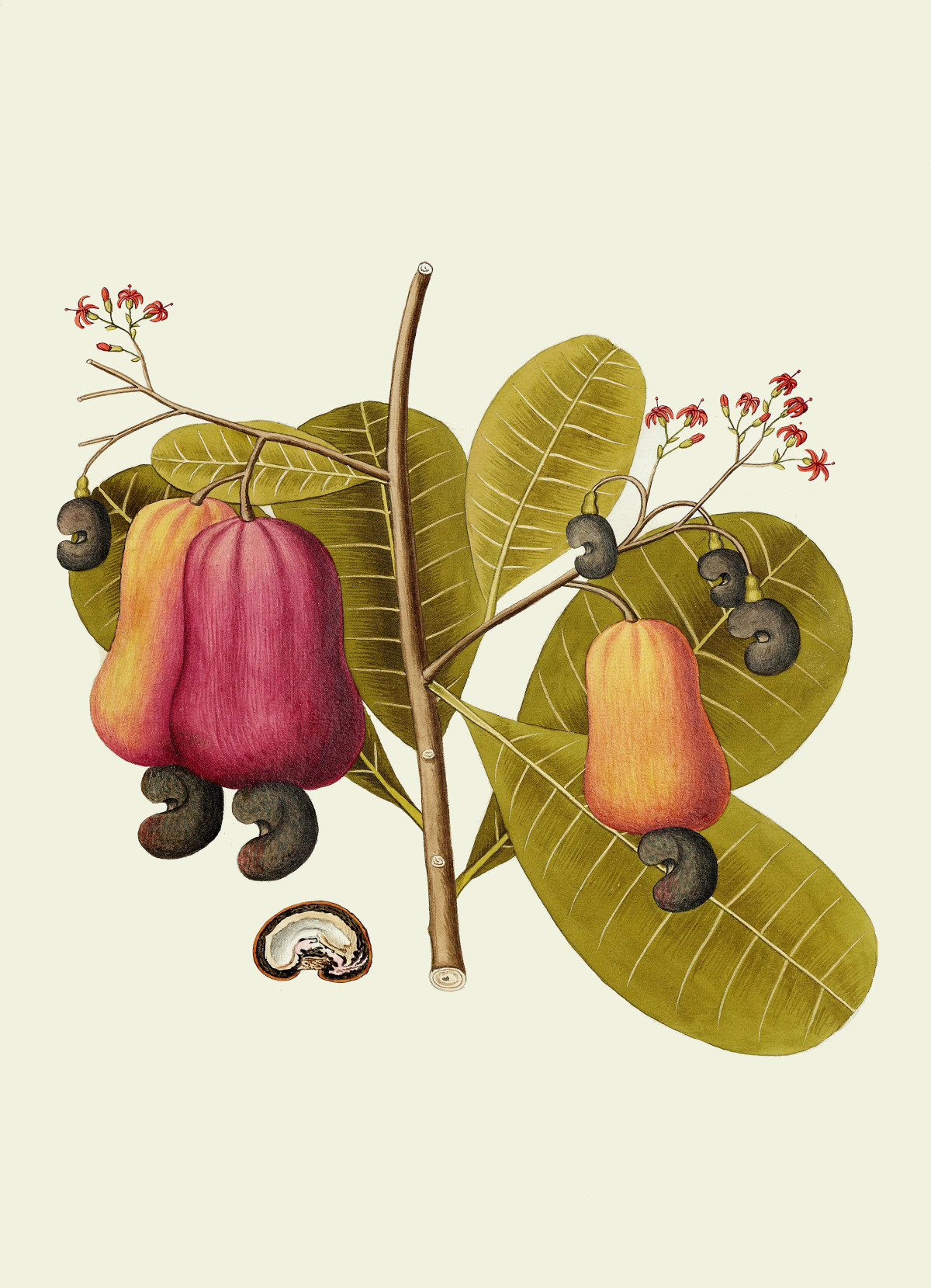 anacardium_occidentale.jpg