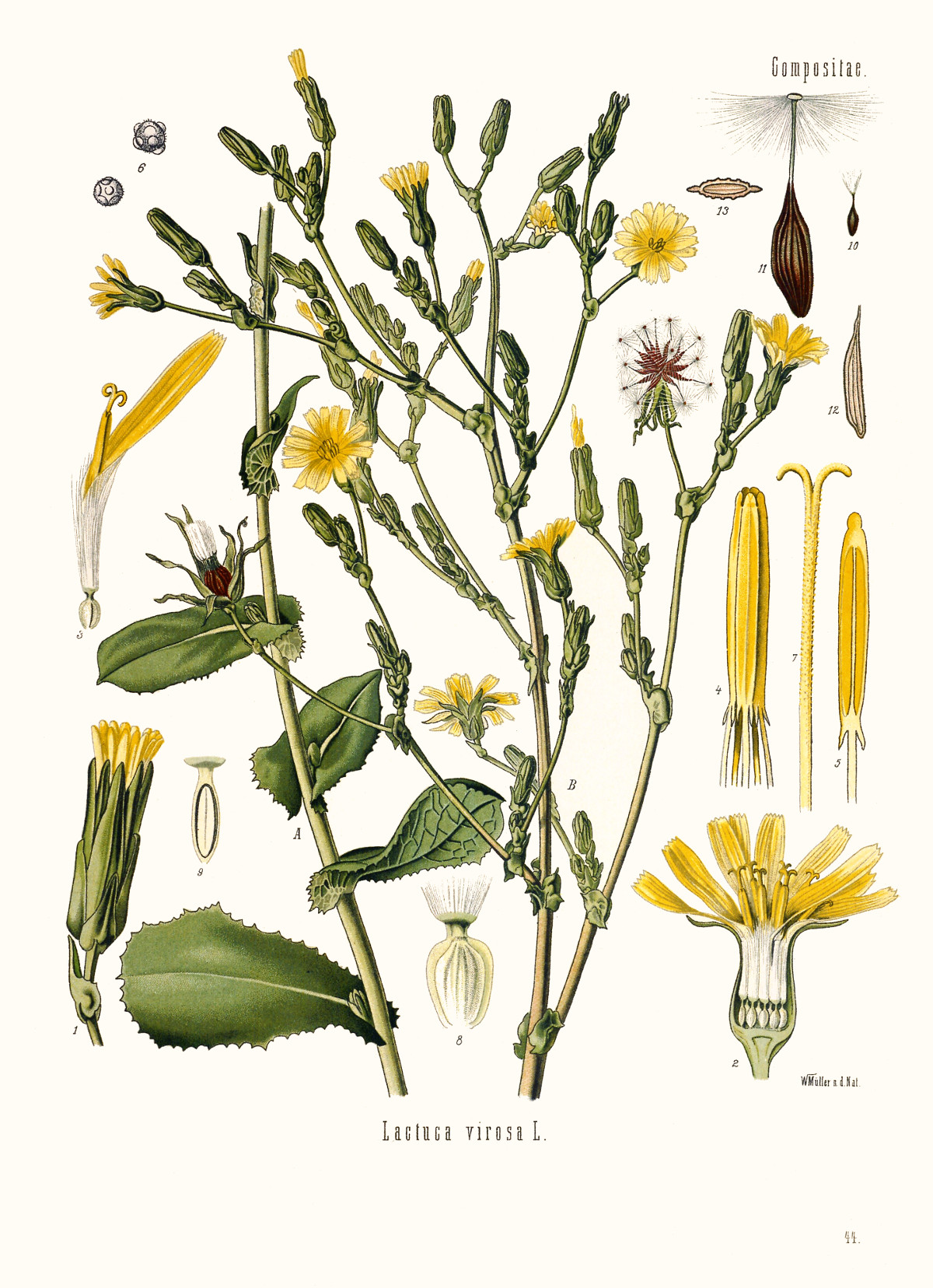 lactuca_virosa.jpg