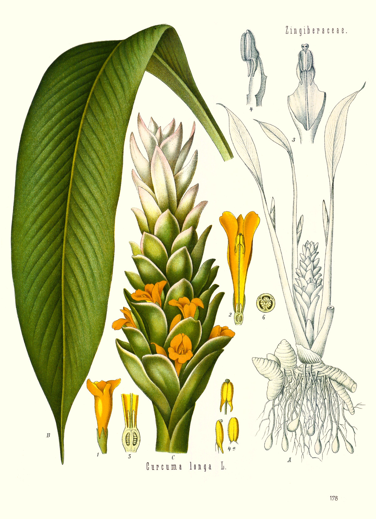 curcuma_longa.jpg curcuma_longa.jpg
