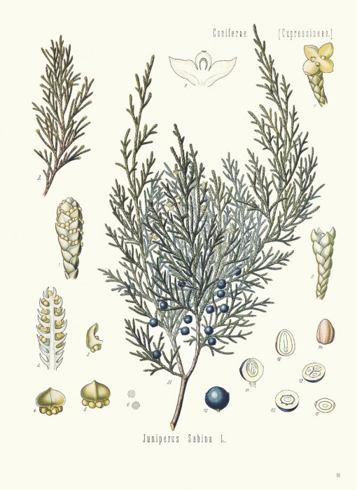 juniperus_sabina.jpg