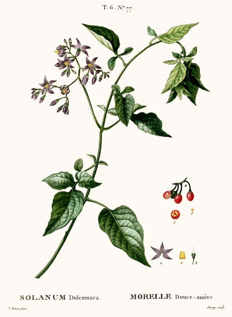 solanum_dulcamara.jpg solanum_dulcamara.jpg