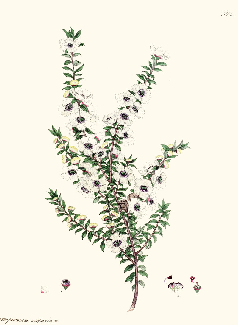 leptospermum_scoparium.jpg